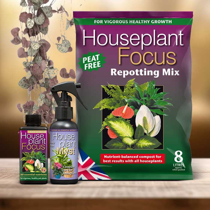 String of Hearts Plant Repotting Kit| Small Indoor Plants