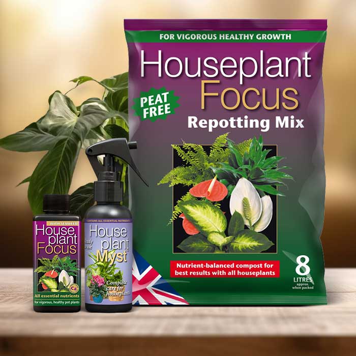 Sweetheart Plant Repotting Kit| Small Indoor Plants