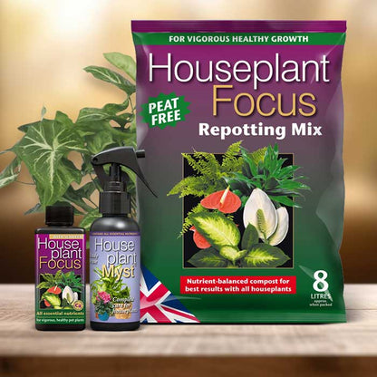 Syngonium Plant Repotting Kit| Small Indoor Plants