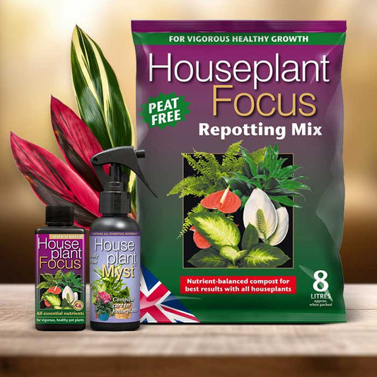Ti Plant Repotting Kit| Small Indoor Plants