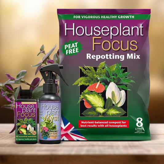 Tradescantia Nanouk Plant Repotting Kit| Small Indoor Plants