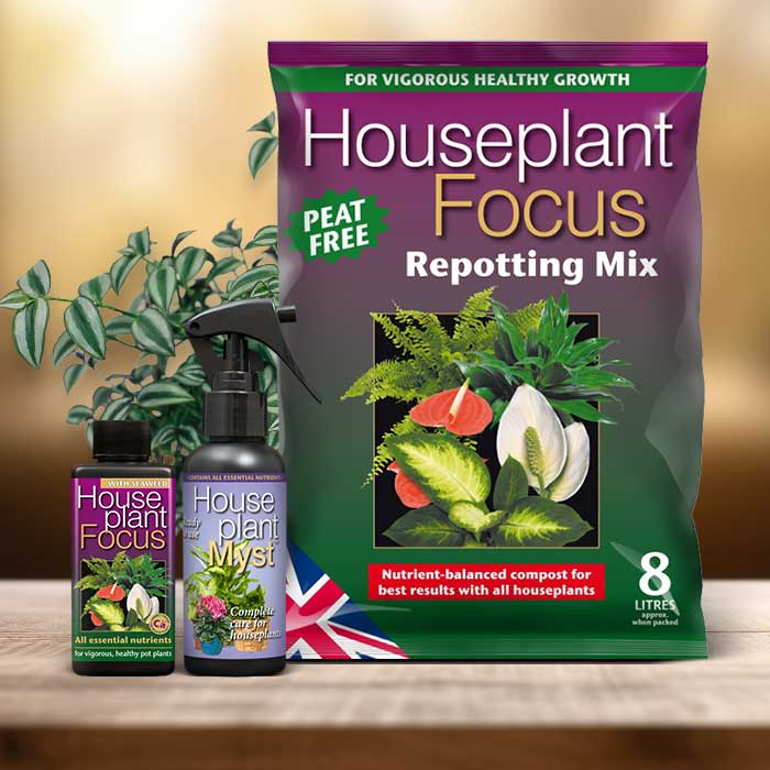 Tradescantia Plant Repotting Kit| Small Indoor Plants