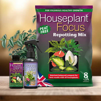 Tradescantia Plant Repotting Kit| Small Indoor Plants