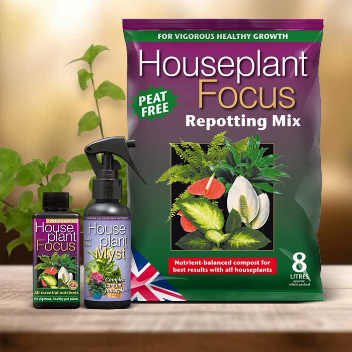 Turtle Vine Plant Repotting Kit| Small Indoor Plants