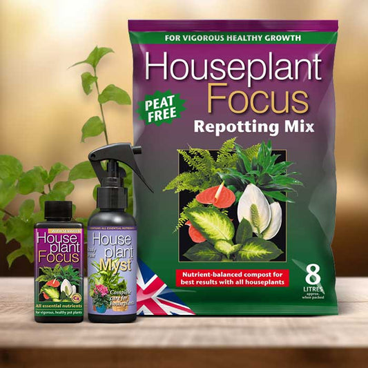 Turtle Vine Plant Repotting Kit| Small Indoor Plants