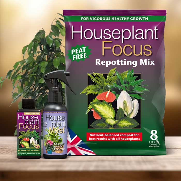 Weeping Fig Plant Repotting Kit| Small Indoor Plants