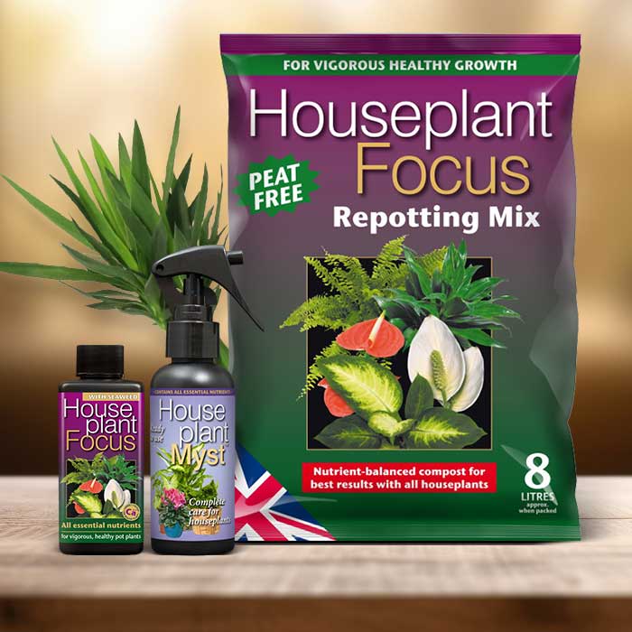 Yucca Plant Repotting Kit| Small Indoor Plants