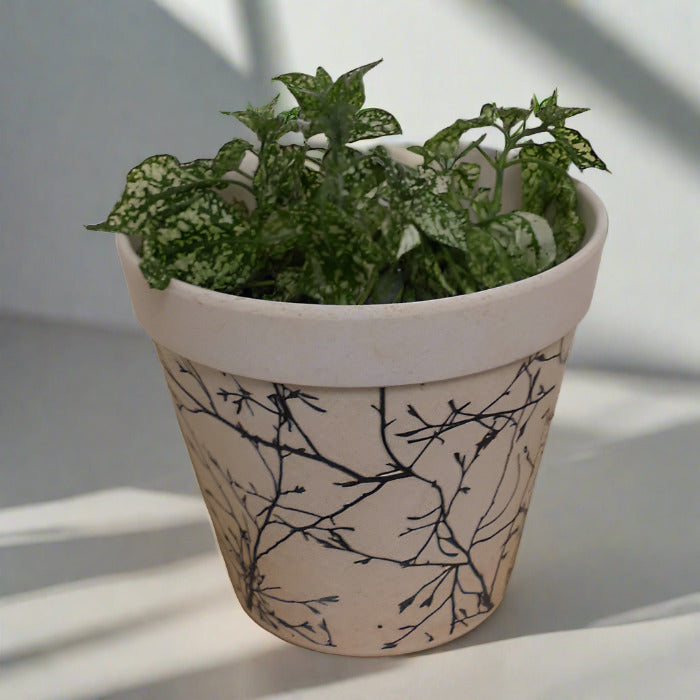 White Polka Dot Plant in a bamboo pot