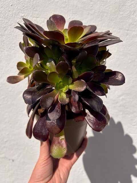 Aeonium arboreum (Houseleek Tree)
