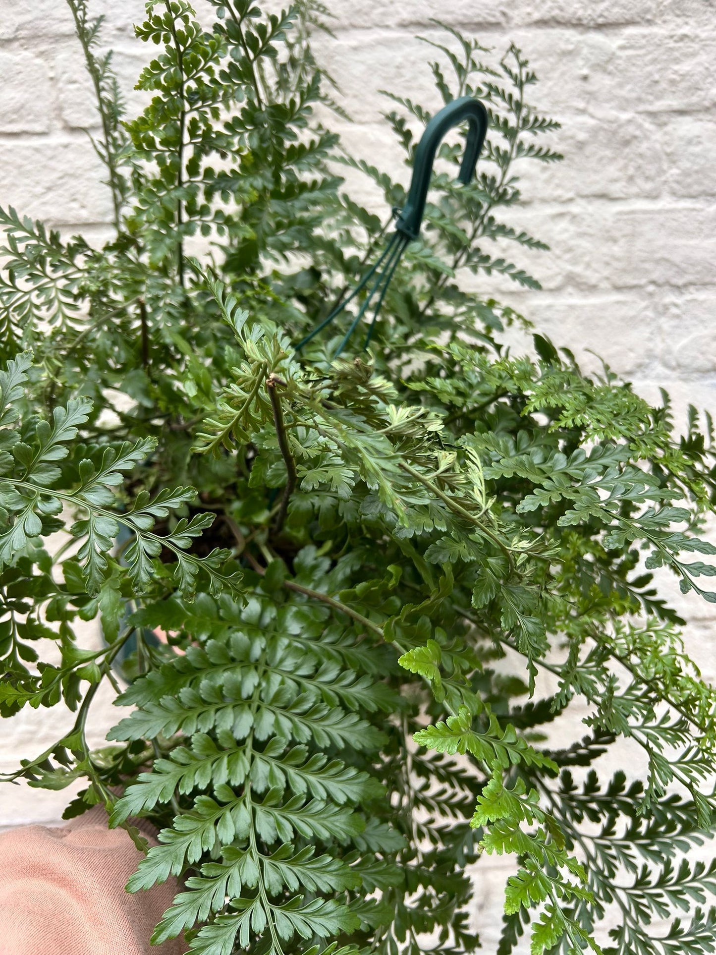 Asplenium parvati (Mother fern)