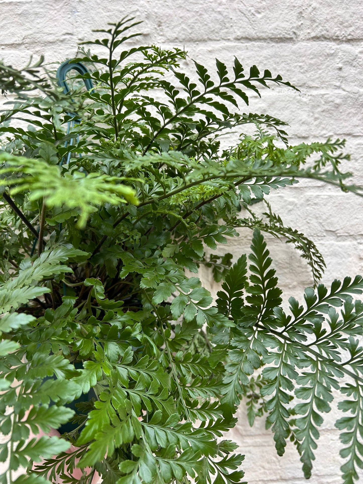 Asplenium parvati (Mother fern)