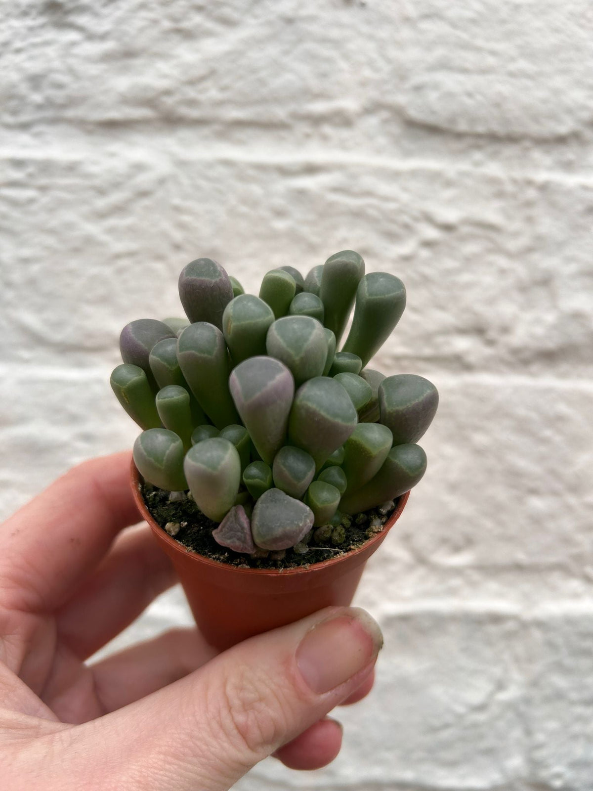 Fenestraria rhopalophylla subsp. aurantiaca (Baby Toes)