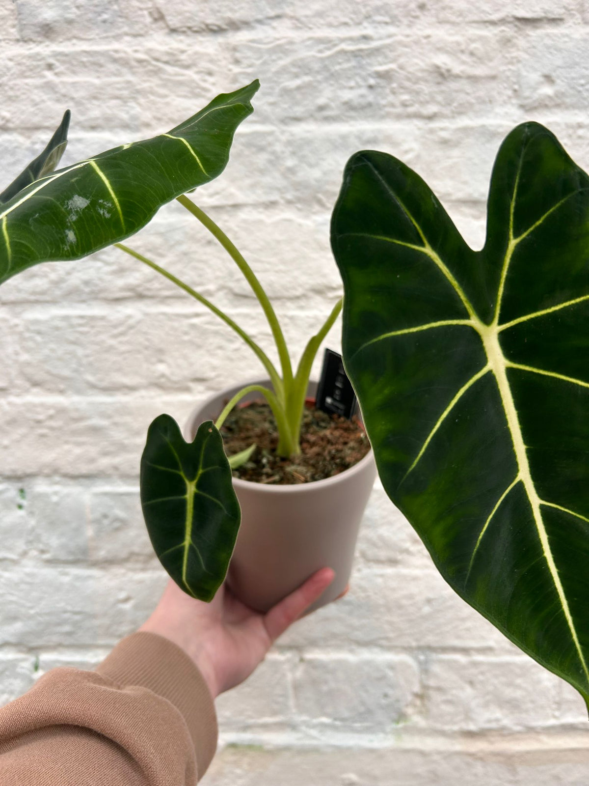Alocasia micholitziana 'Frydek'
