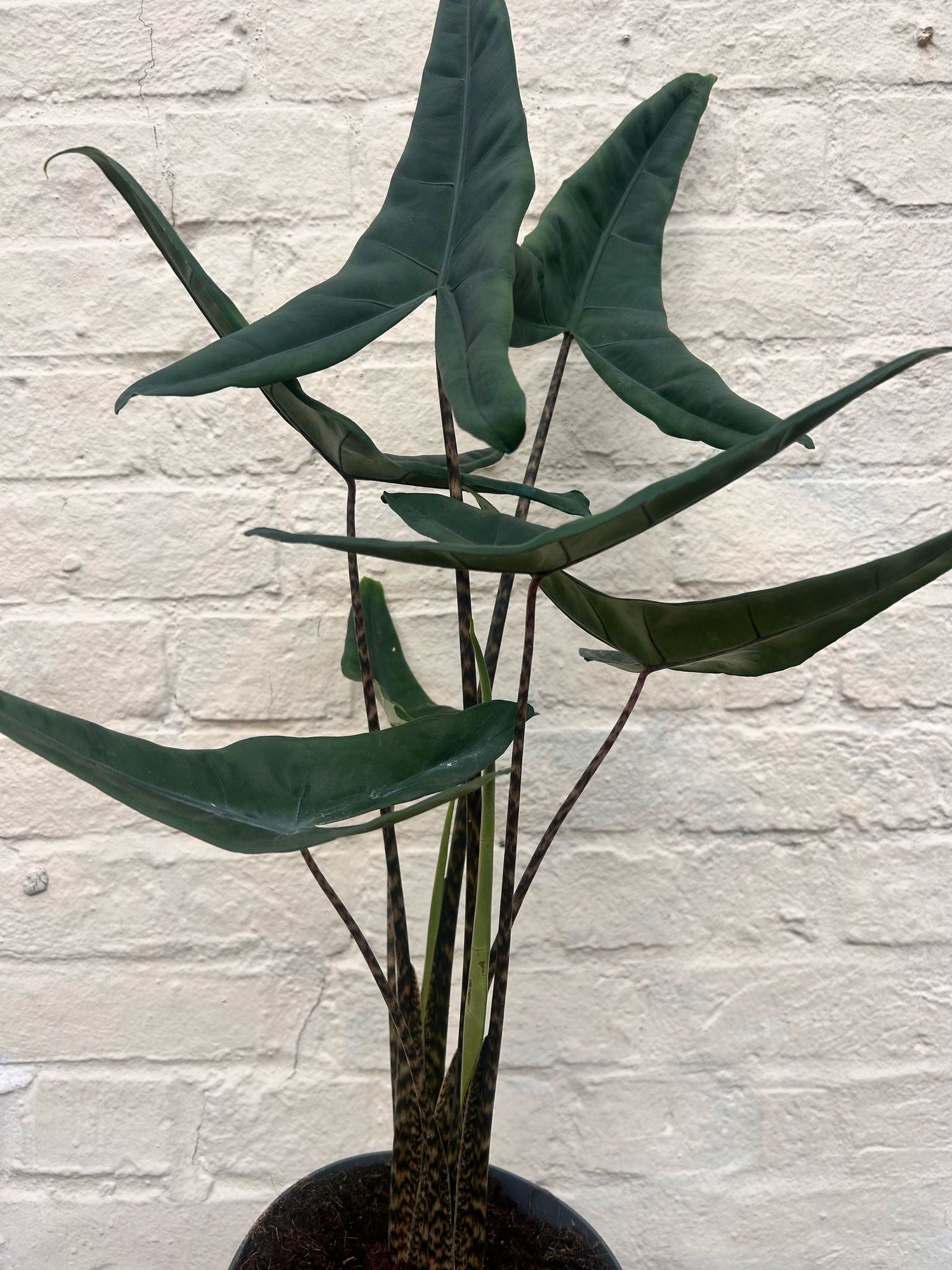 Alocasia acuta 'Tigrina'