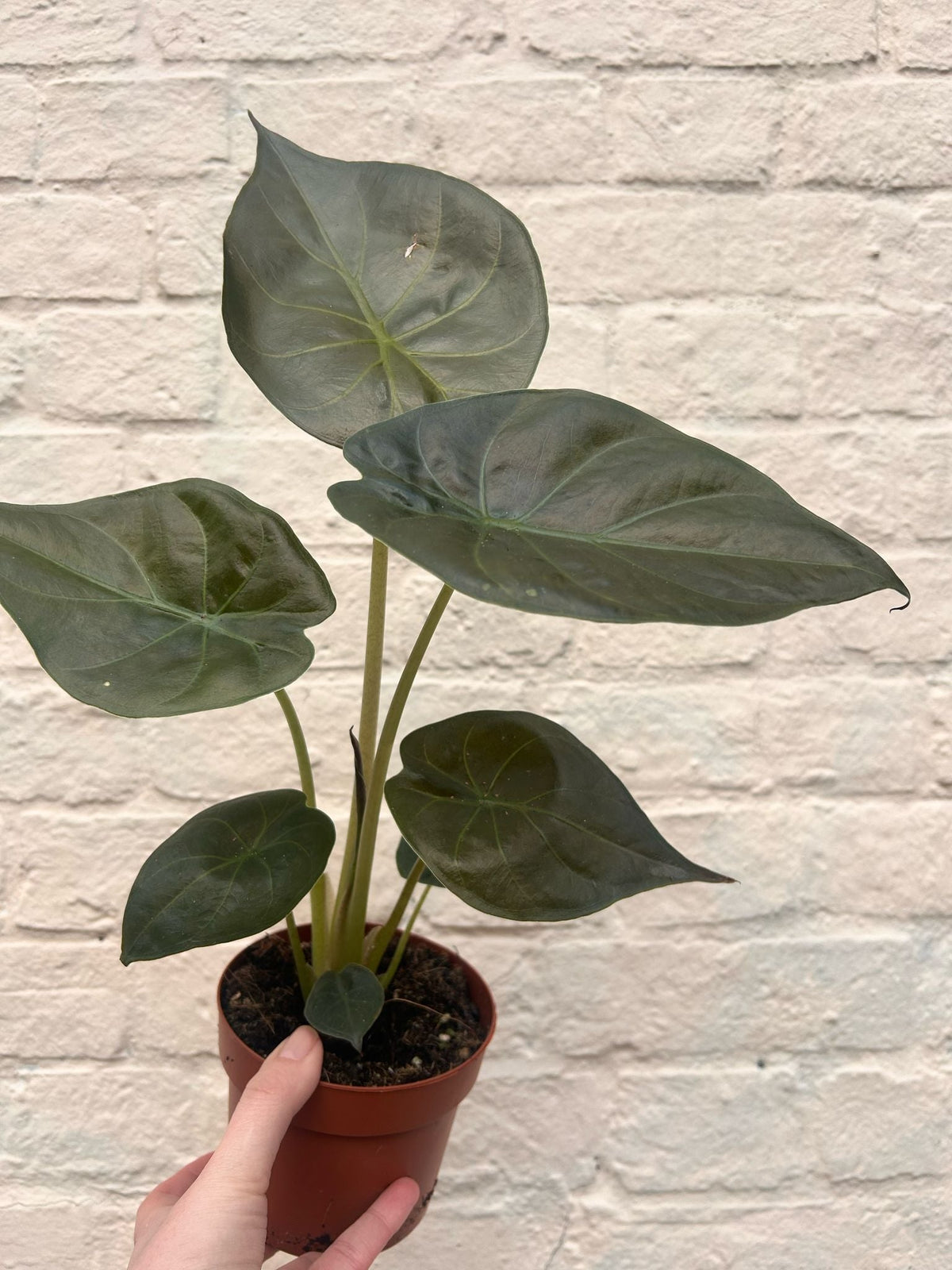 Alocasia wentii