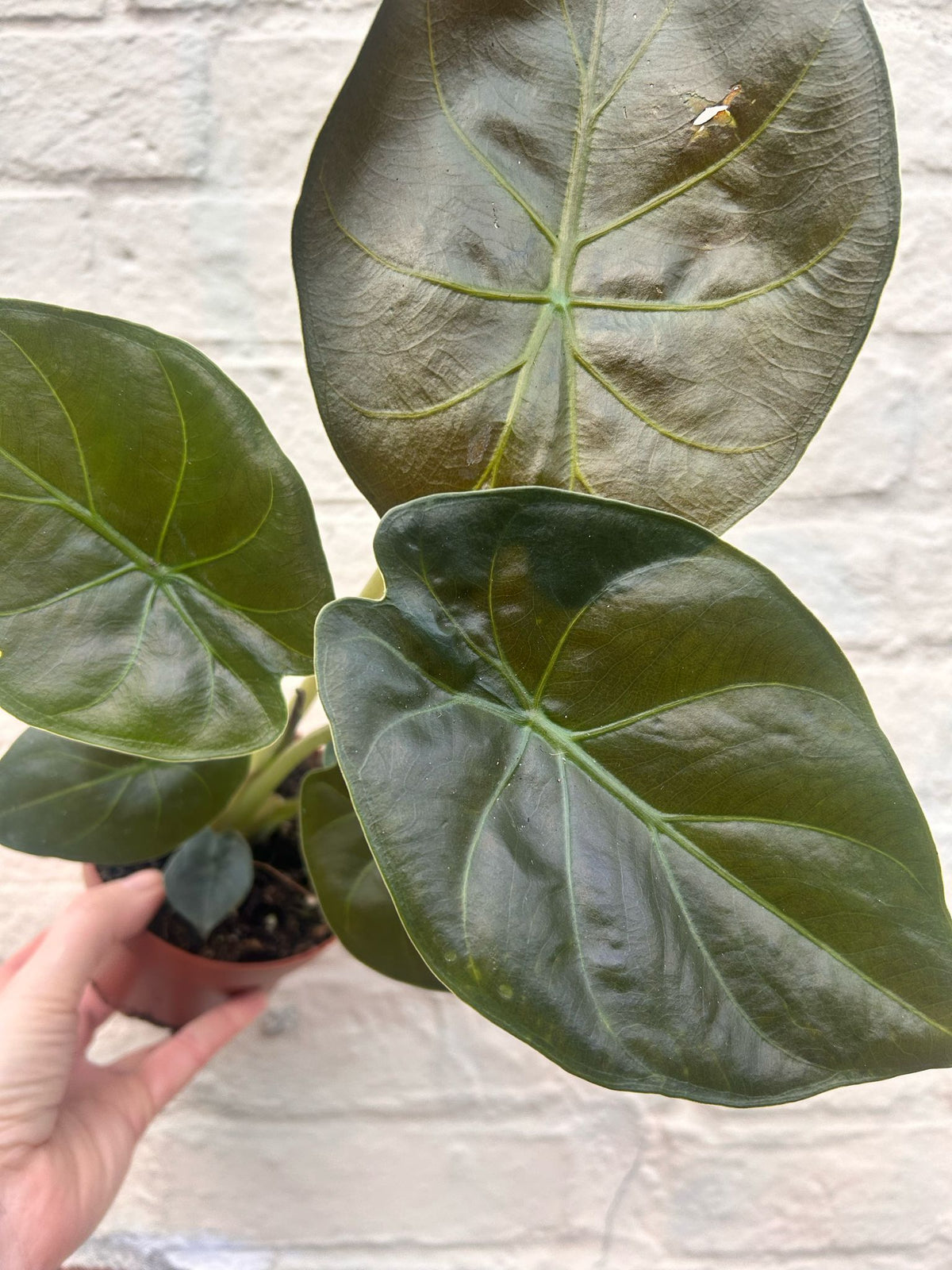 Alocasia wentii