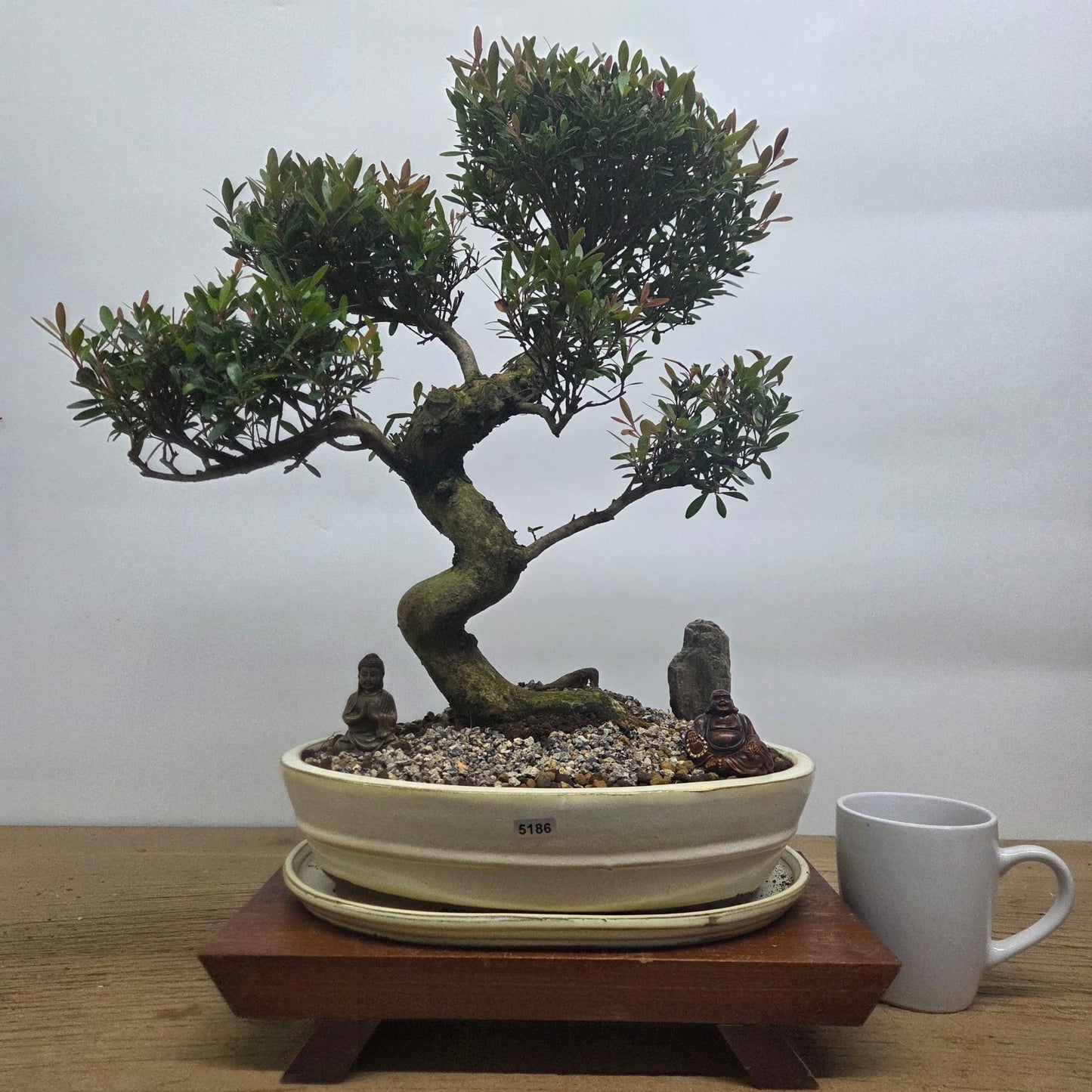 Brush Cherry (Syzygium) Premium Bonsai Tree Bundle | Shaped | In 31cm Pot
