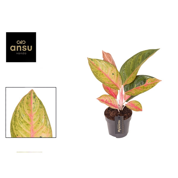 Aglaonema Gala Red 12cm Houseplant