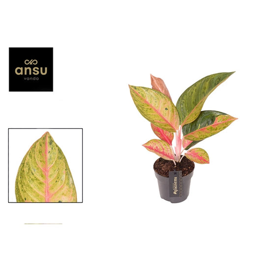 Aglaonema Gala Red 12cm Houseplant