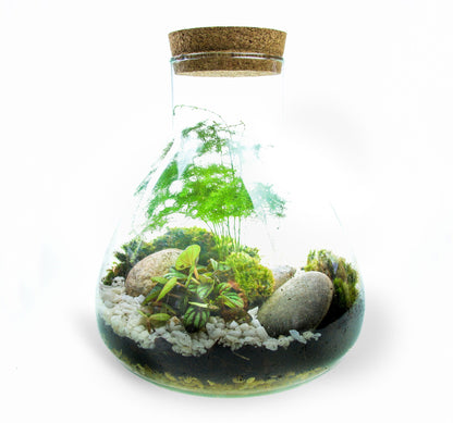 The Flask - Angular Closed Terrarium Kit with Living Plants