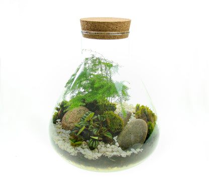 The Flask - Angular Closed Terrarium Kit with Living Plants