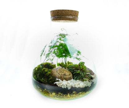 The Flask - Angular Closed Terrarium Kit with Living Plants