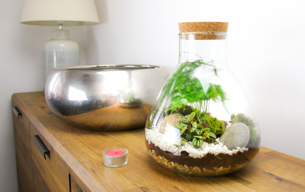 The Flask - Angular Closed Terrarium Kit with Living Plants