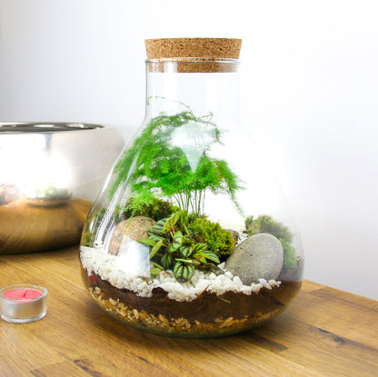 The Flask - Angular Closed Terrarium Kit with Living Plants