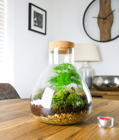 The Flask - Angular Closed Terrarium Kit with Living Plants