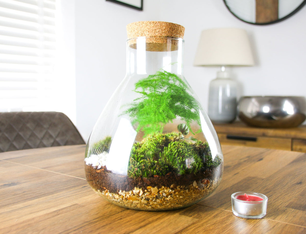 The Flask - Angular Closed Terrarium Kit with Living Plants