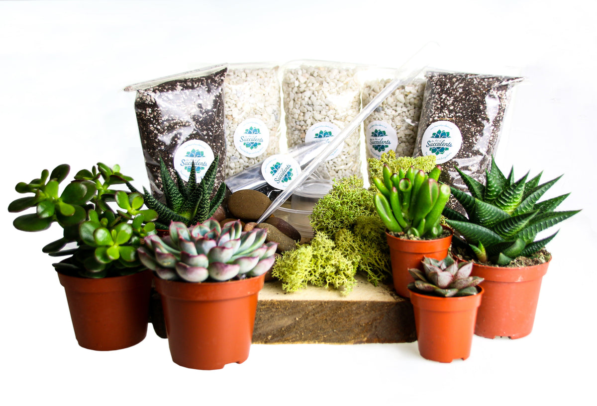 Open Terrarium Starter Kit with 6 Succulent Plants - Large