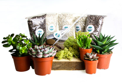 Open Terrarium Starter Kit with 6 Succulent Plants - Large