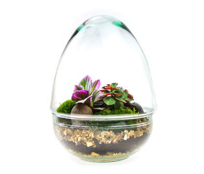 The Egg - All Glass Two Piece Terrarium with Living Plants