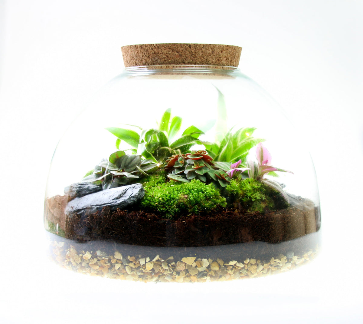 The Dome - Glass Domed Terrarium with Living Plants