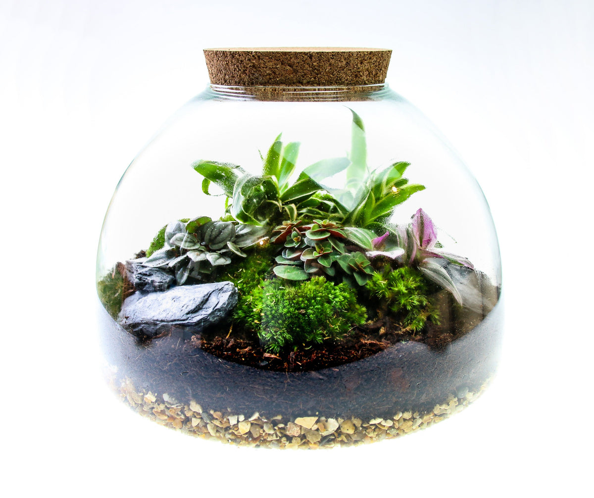 The Dome - Glass Domed Terrarium with Living Plants