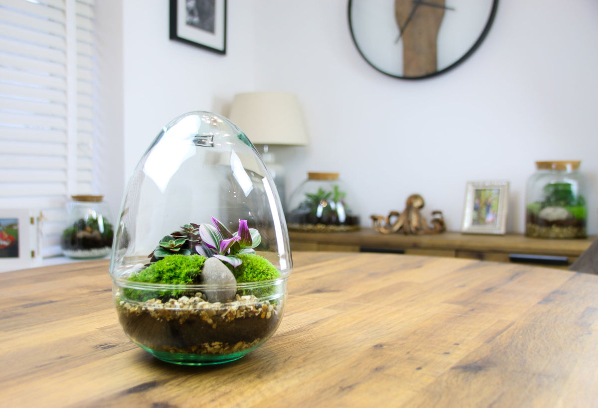 The Egg - All Glass Two Piece Terrarium with Living Plants