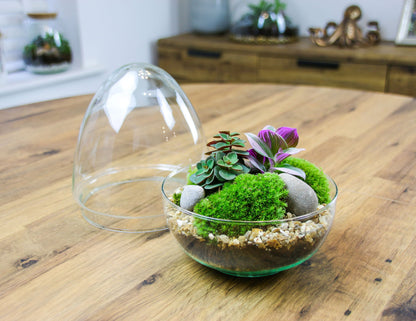 The Egg - All Glass Two Piece Terrarium with Living Plants