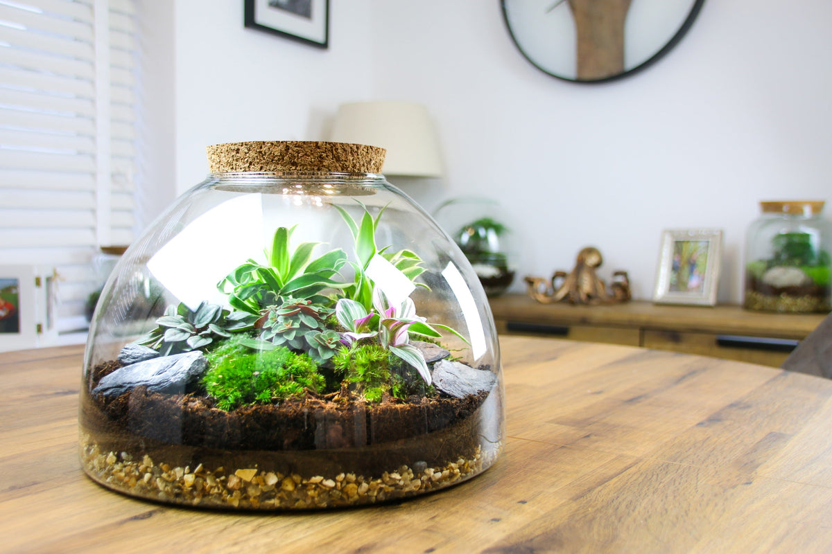 The Dome - Glass Domed Terrarium with Living Plants