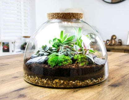 The Dome - Glass Domed Terrarium with Living Plants