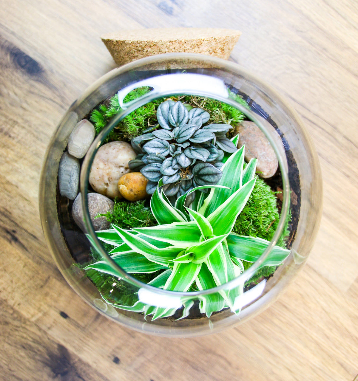 The Nook - Small Curvy Corked Terrarium