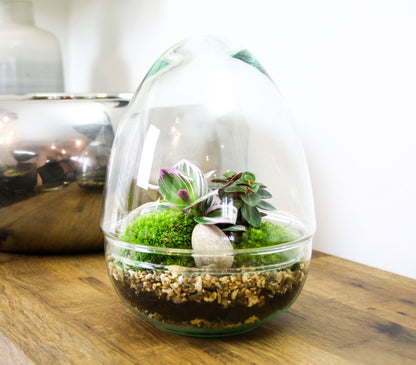 The Egg - All Glass Two Piece Terrarium with Living Plants