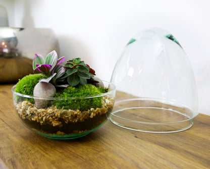 The Egg - All Glass Two Piece Terrarium with Living Plants