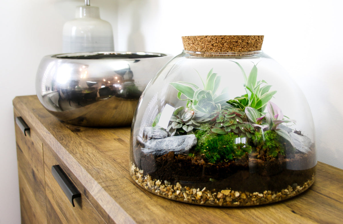 The Dome - Glass Domed Terrarium with Living Plants