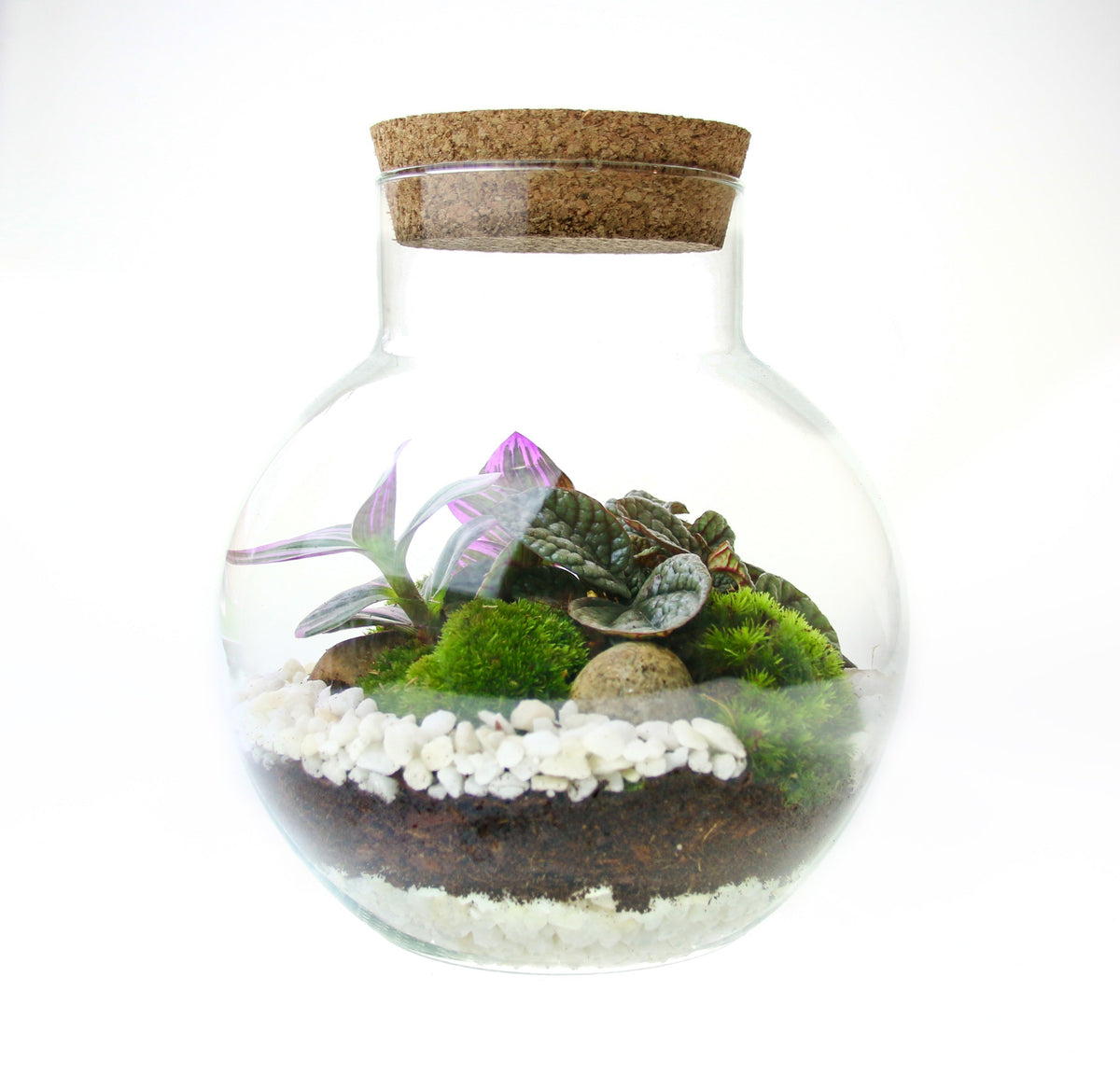 The Nook - Small Curvy Corked Terrarium