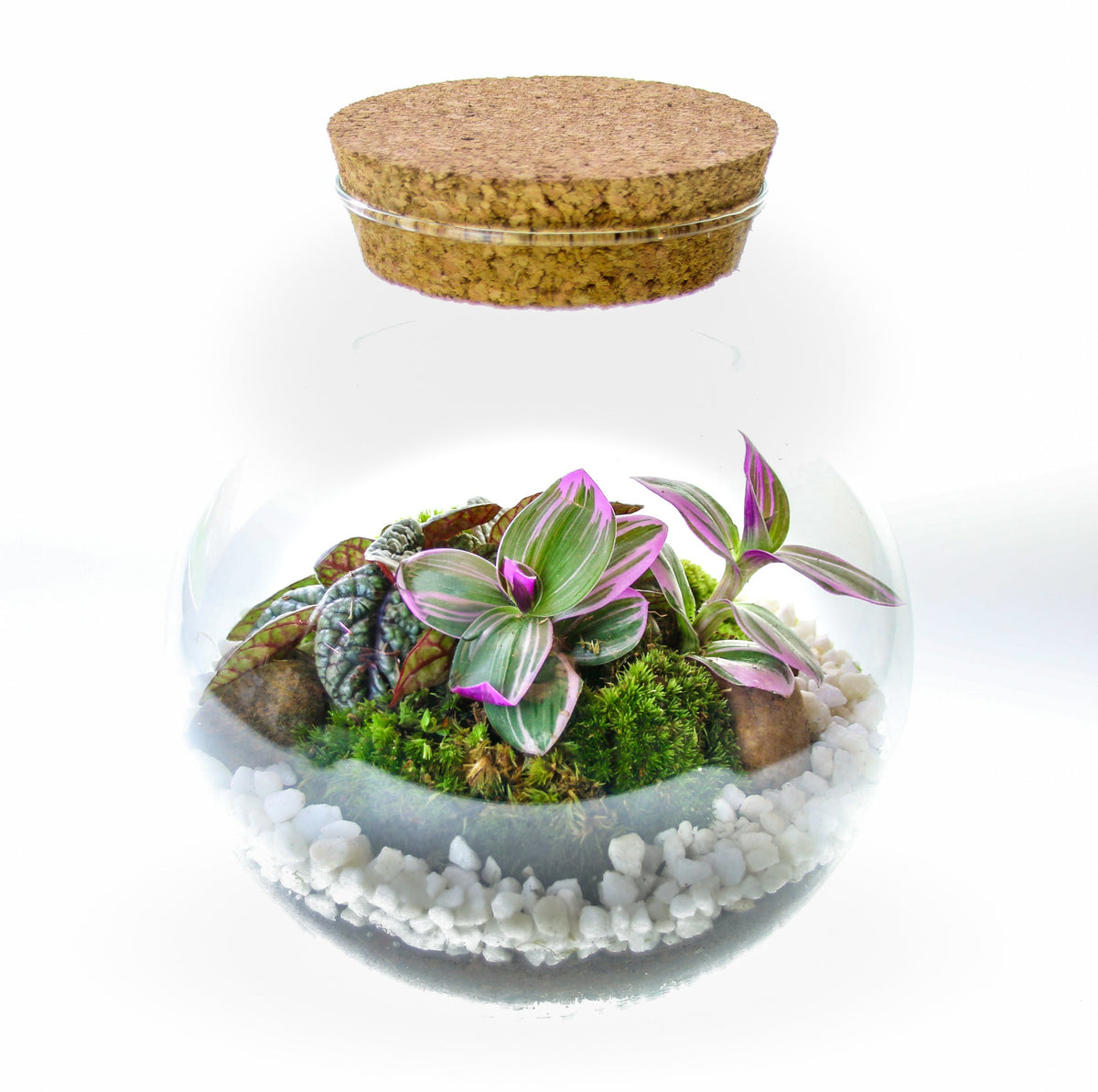 The Nook - Small Curvy Corked Terrarium
