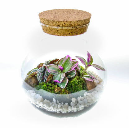The Nook - Small Curvy Corked Terrarium