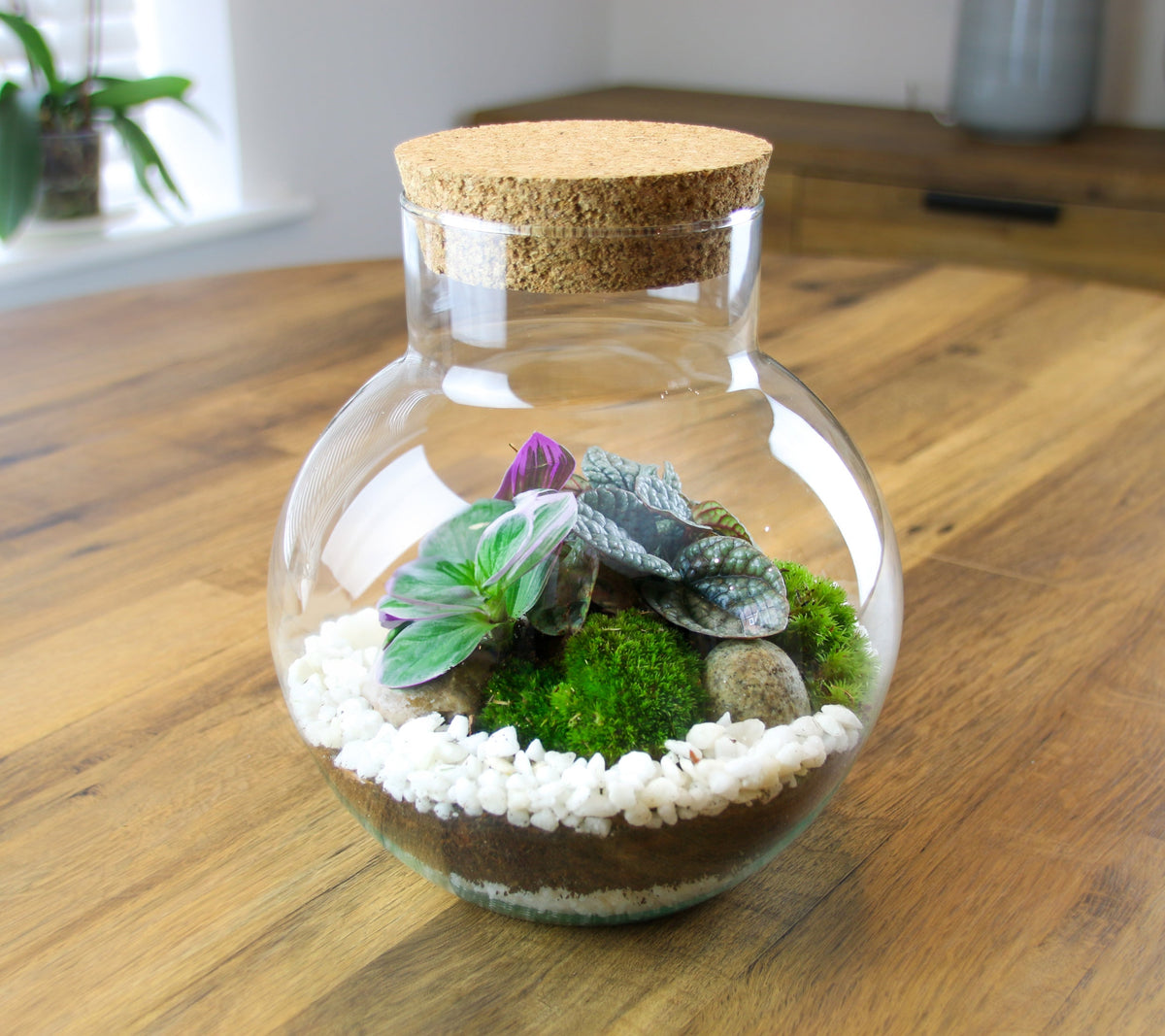 The Nook - Small Curvy Corked Terrarium