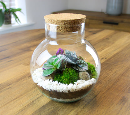 The Nook - Small Curvy Corked Terrarium