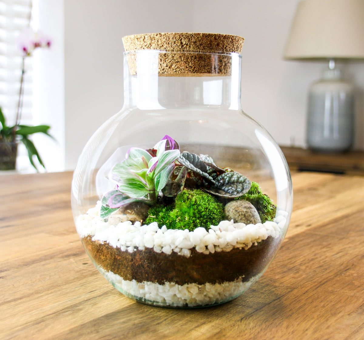 The Nook - Small Curvy Corked Terrarium