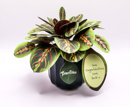 Artificial Prayer Plant — Botanical Craft Kit by Plantlike